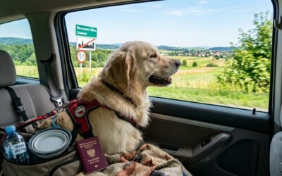Pies w podróży po Polsce w 2026 roku: sprawdź przepisy, zasady w pociągu, hotelu i aucie, koszty, dokumenty oraz letnie ryzyka. Zobacz checklistę i zaplanuj bezpieczny wyjazd z psem.