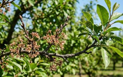 Dlaczego śliwa nie owocuje? Sprawdź zapylanie, cięcie, przymrozki, choroby i nawożenie. Zobacz, jak odzyskać plon krok po kroku.