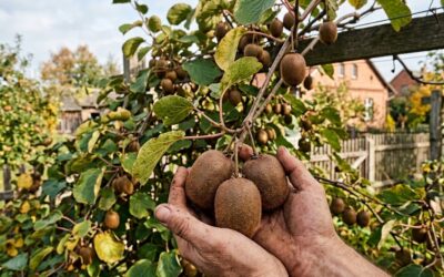 Jak rośnie kiwi w polskim klimacie? Sprawdź, czy aktinidia owocuje, jak sadzić minikiwi, które odmiany kiwi odporne na mróz wybrać i jak uniknąć błędów w uprawie. Przeczytaj poradnik. Aktualne dane.