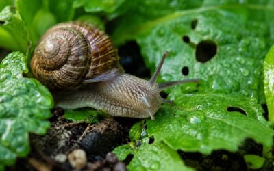 Ślimaki w ogrodzie po deszczu niszczą sałatę, hosty i truskawki? Sprawdź naturalne metody: pułapki, podlewanie rano, nicienie, rośliny mniej podatne i błędy, których lepiej unikać. Także na rabaty.