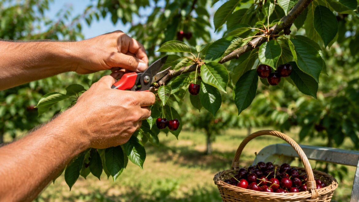 Kiedy przycinać wiśnie i czereśnie? Sprawdź termin letniego cięcia po zbiorach, zasady skracania pędów oraz sposoby ograniczenia raka bakteryjnego i srebrzystości liści.